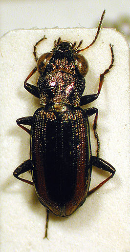 Notiophilus reitteri