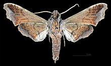 Nyceryx alophus MHNT MEMOTONG 2010 131 Cochoeiras de Macacu, Rio de Janeiro, laki-laki ventral.jpg