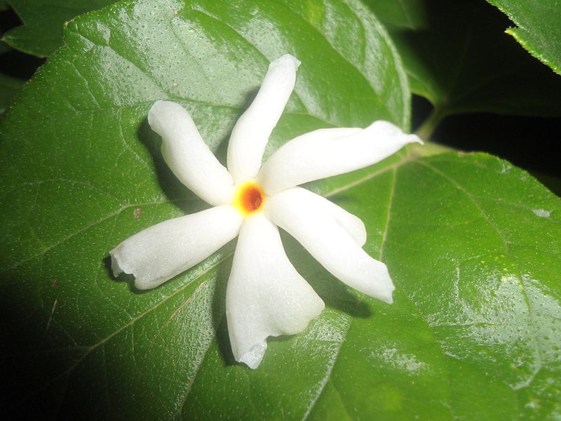 File:Nyctanthes arbor-tristis flower Madhurawada Visakhapatnam.JPG