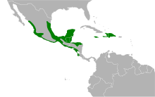 Карта на Nyctibius jamaicensis.svg