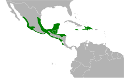 Distribución geográfica del nictibio jamaicano.