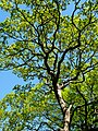 An oak tree in Bexley Woods, Bexley.