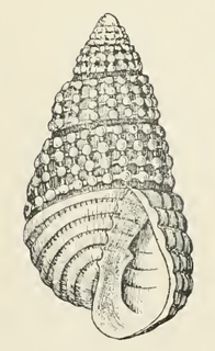 <i>Odostomia ovata</i> species of mollusc