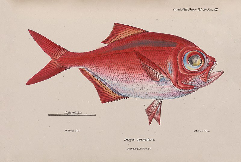 Coloured plate from R.T. Lowe 'On the Fishes of Madeira' from Transactions of the Cambridge Philosophical Society, Volume 6, 1838.