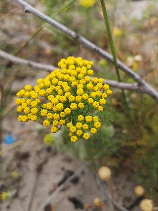 <i>Oncosiphon suffruticosus</i> Species of plant