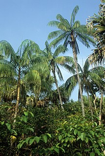 <i>Oncosperma tigillarium</i> Species of palm tree