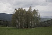 Čeština: Přírodní rezervace Onen Svět. Okres Klatovy, Česká republika.