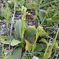 Ophrys × fernandii Portugal - Algarve