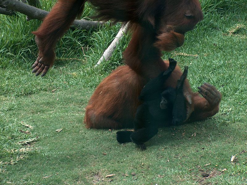 File:Orangutans-Siamang02.jpeg