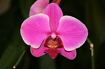 Phalaenopsis orchid Orchid Phalaenopsis hybrid.jpg