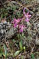 Orchis anatolica Cyprus