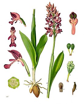 Ятрышник шлемоносный (Orchis militaris) — типовой вид типового рода. Ботаническая иллюстрация из книги Köhler’s Medizinal-Pflanzen, 1887