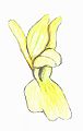 Orchis pallens flower Drawing by Bernd Haynold Orchidaceae drawings