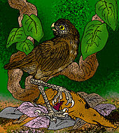 Reconstruction of the Cuban giant owl (Ornimegalonyx oteroi), of Pleistocene Cuba, with the carcass of a large solenodon Ornimegalonyx oteroi.jpg