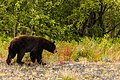 * Nomination Black Bear (Ursus americanus), Tatshenshini-Alsek Provincial National Park, Yukon, Canada --Poco a poco 07:50, 20 June 2018 (UTC) * Promotion Good quality. --Billy69150 10:38, 28 June 2018 (UTC)