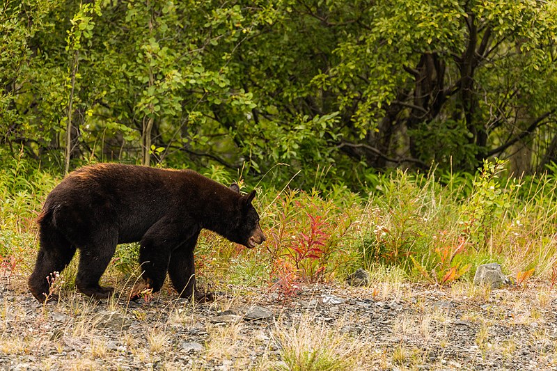 File:Oso negro (Ursus americanus), Parque natural provincial Tatshenshini-Alsek, Yukón, Canadá, 2017-08-25, DD 85.jpg