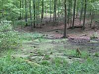 Ossenpfuhl im Geismarer Wald