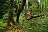 pralesovité porosty v PR Čerňavina v srpnu 2021