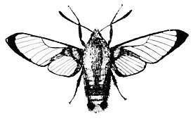 PSM V45 D034 Hemaris moth.jpg