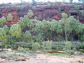 Palm Valley NT.jpg