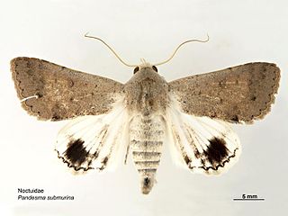 <i>Pandesma submurina</i> Species of moth