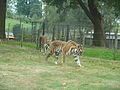 Panthera tigris altaica Tigre siberiano