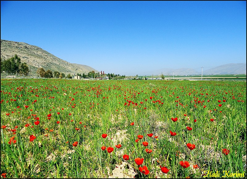 File:Papavers - panoramio.jpg