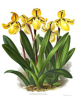 Illustration of a flowering plant Paph druryi.jpg