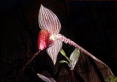 Золото кинабалу. Орхидея Ротшильда Paphiopedilum. Пафиопедилум ротшильдианум. Башмачок Ротшильда Орхидея. Орхидея золото Кинабалу.