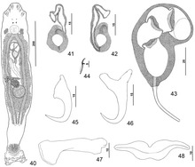 Parasite150040-fig6 Pseudorhabdosynochus hyphessometochus Kritsky, Bakenhaster & Adams, 2015 - FIGS 40-48.tif