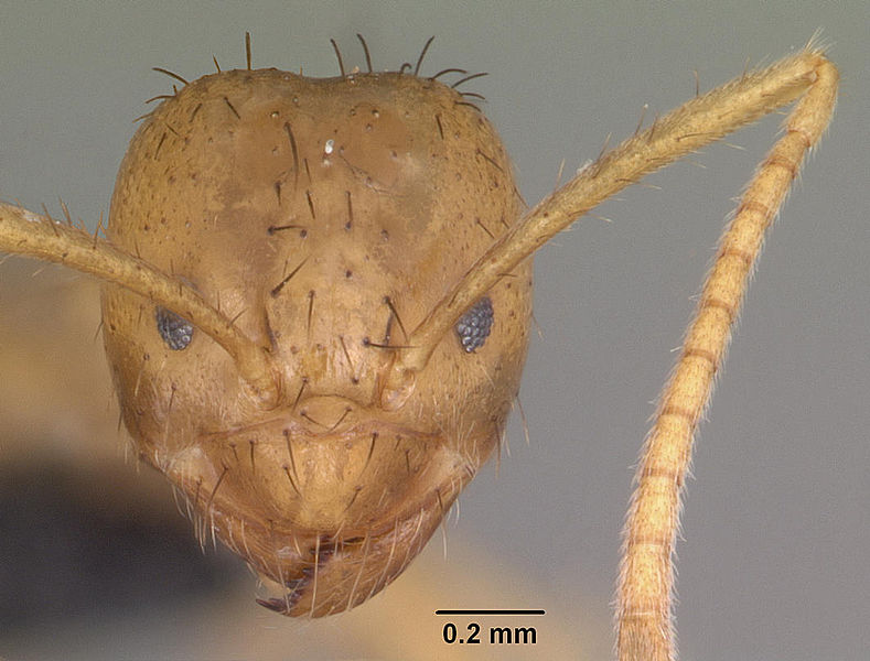 File:Paratrechina amblyops casent0007735 head 1.jpg