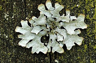 <i>Parmelia sulcata</i> Species of lichen