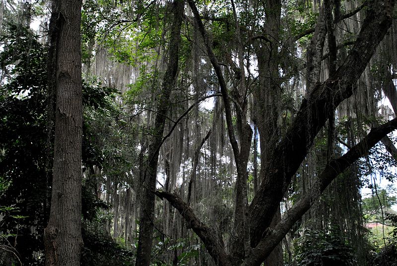 File:Parque El Gallineral San Gil 01.jpg