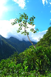 Parque Nacional Yanachaga Chemillen, Pasco 01.jpg