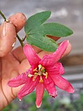 Miniatura para Passiflora antioquiensis