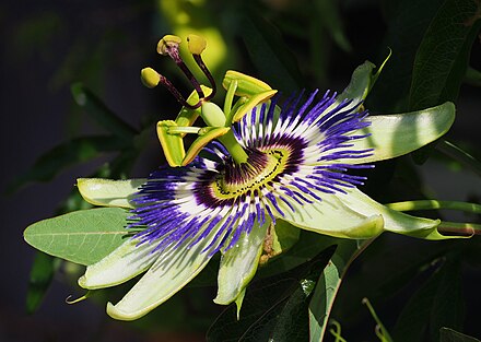 Passiflora Wikiwand