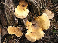 Paxillus panuoides 041024w.jpg