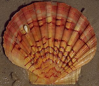 <i>Pecten jacobaeus</i> Species of mollusc