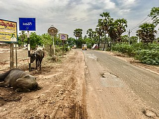 Pedavegi Village in Andhra Pradesh, India