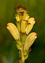 Миниатюра для Файл:Pedicularis sceptrum-carolinum - Kuninga-kuuskjalg Niitvälja2.jpg