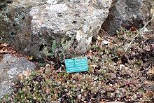 Pellaea brachyptera - Daerah Taman Botanic Garden, Berkeley, CA - DSC04267.JPG