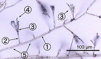 Monochrome mikroskopische Aufnahme, die Penicillium-Hyphen als lange, transparente, röhrenförmige Strukturen mit einem Durchmesser von wenigen Mikrometern zeigt.  Konidiophoren verzweigen sich seitlich von den Hyphen und enden in Phialidenbündeln, auf denen kugelförmige Kondidiophoren wie Perlen an einer Schnur angeordnet sind.  Septen sind schwach als dunkle Linien sichtbar, die die Hyphen kreuzen.