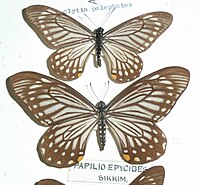 Papilio epycides Sikkim, 1884 Pepicyds.JPG