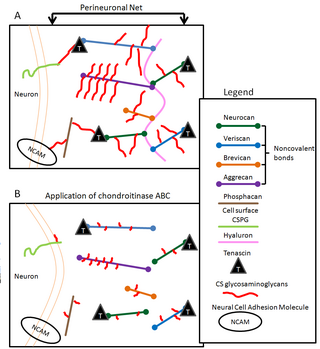 <span class="mw-page-title-main">Perineuronal net</span> Structures of the brain