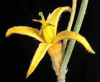 <i>Persoonia angustiflora</i> Species of flowering plant