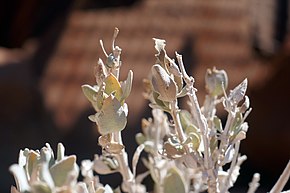 Resmin açıklaması Petalidium variabile-Twyfelfontein (7) .jpg.