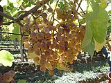 Grappes de petit manseng.