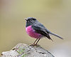 adult male Pink Robin