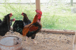 Thumbnail for List of native Philippine chicken breeds