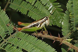 <i>Phaedrotettix violai</i> Species of spur-throated grasshopper